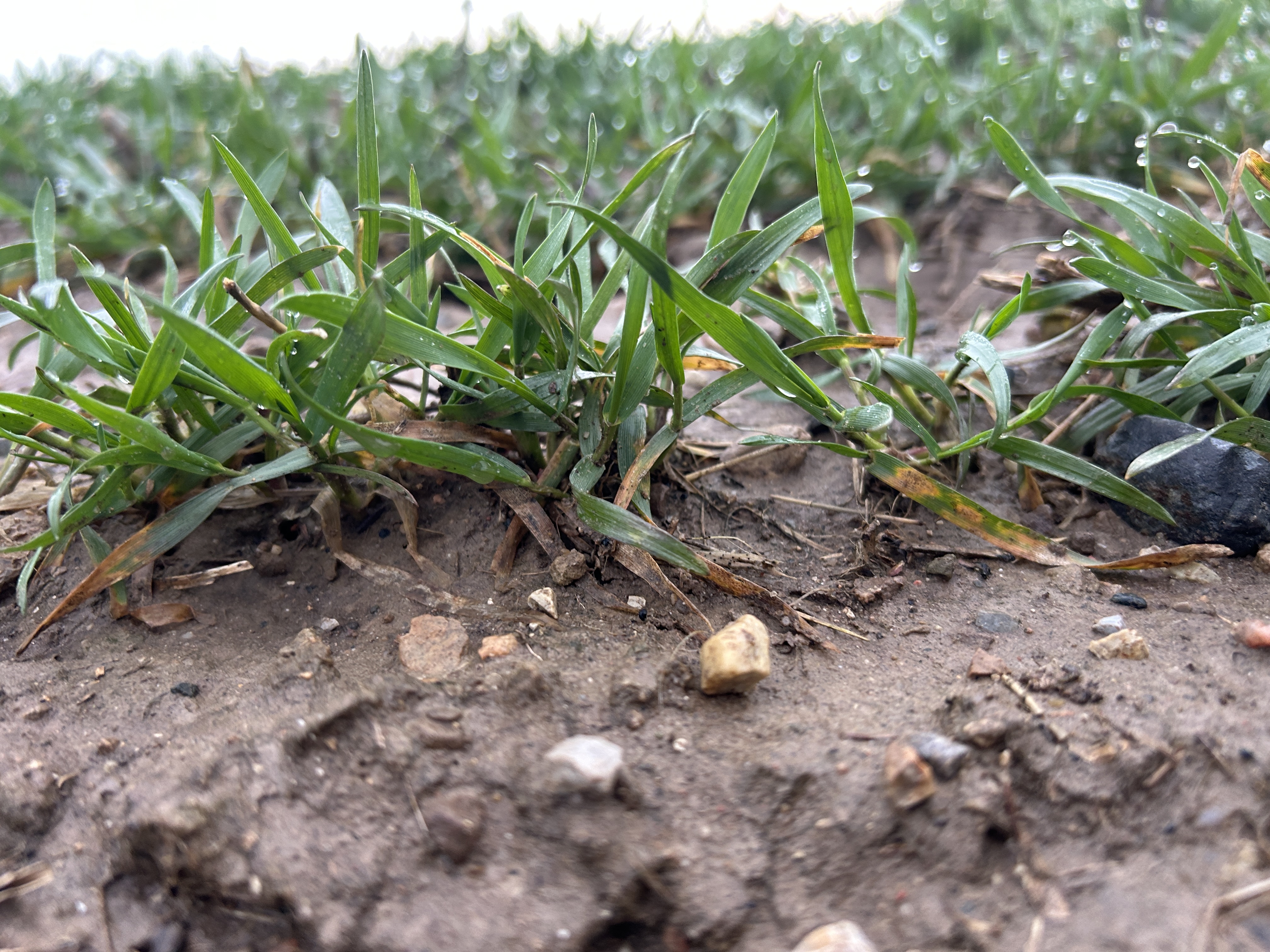 Closeup of wheat emerging from the ground.